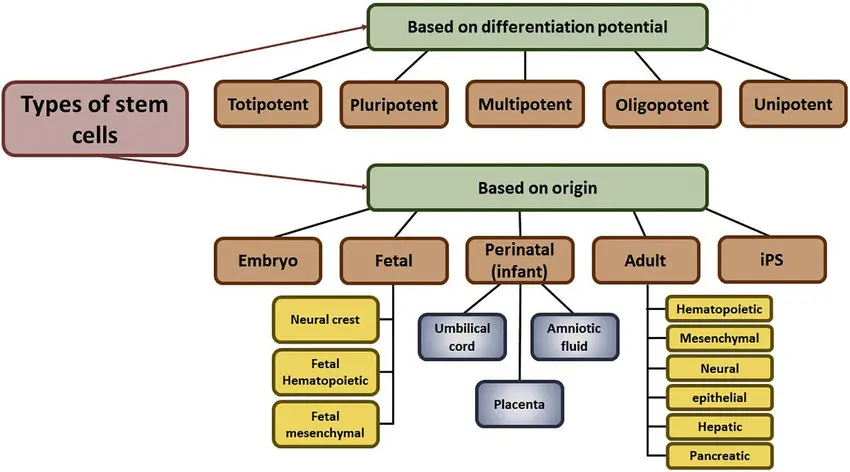 O diagramă care arată sursele celulelor stem și potențialul lor de diferențiere