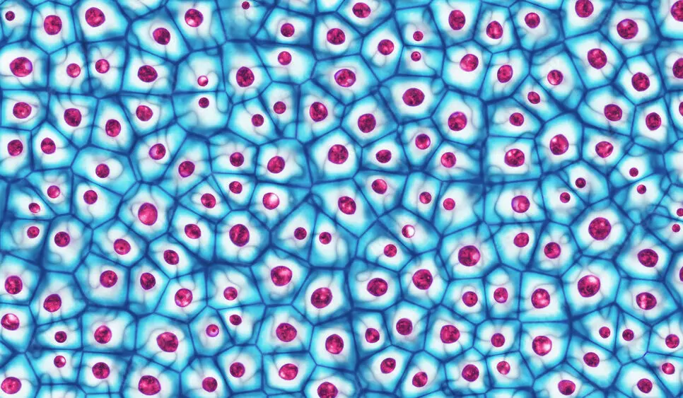 O imagine microscopică a unei celule stem