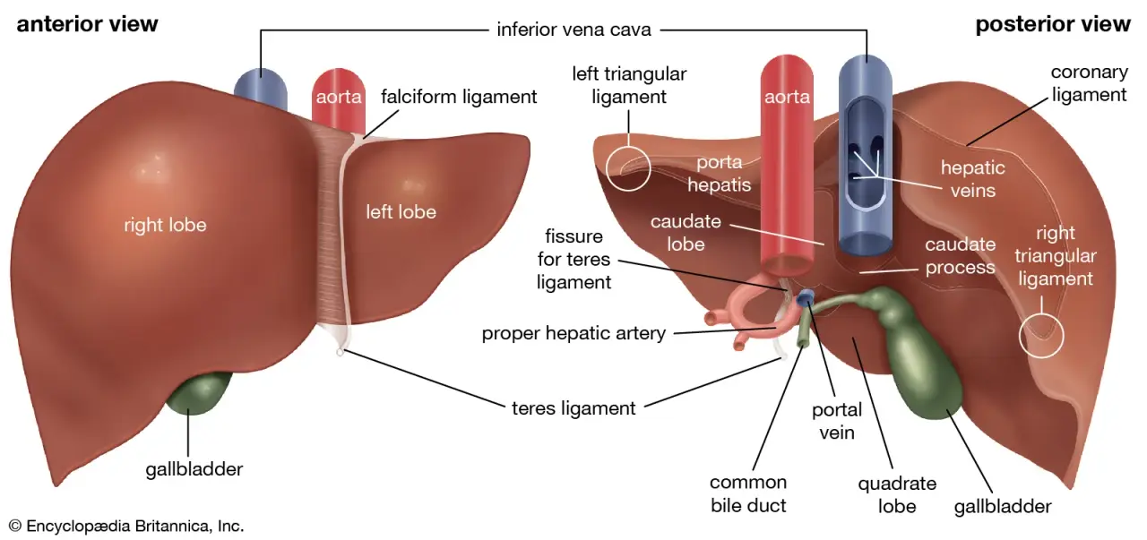 O diagramă adnotată care arată structura și funcțiile ficatului