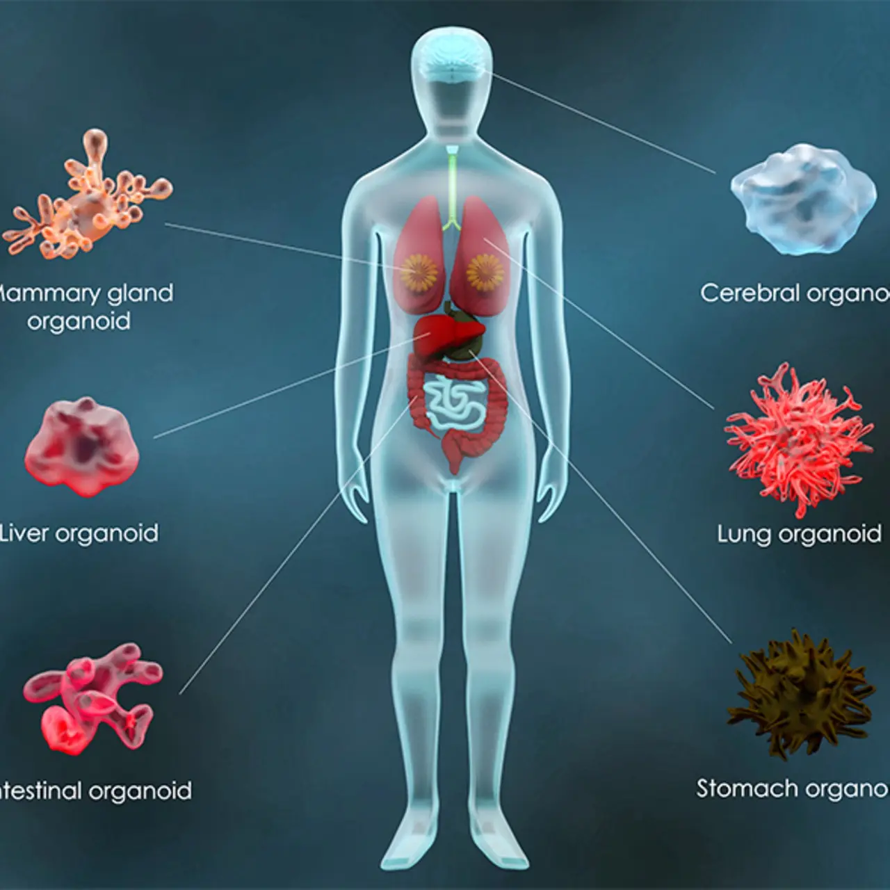 O infografică ilustrând diversele boli tratate prin terapia cu celule stem