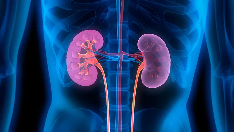 Cum ar putea terapia cu celule stem să revoluționeze tratamentul renal