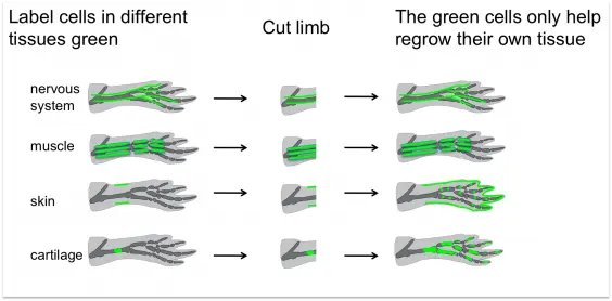 O diagramă care ilustrează procesul de regenerare în corpul uman