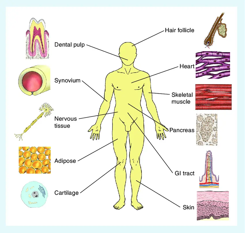 O diagramă anatomică care arată localizarea rezervoarelor de celule stem în corpul uman.