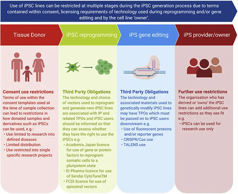 O infografică ce arată aplicațiile potențiale ale iPSC în medicină 