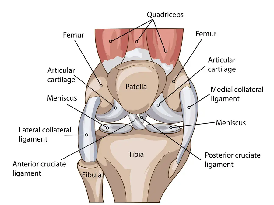 anatomia articulației genunchiului